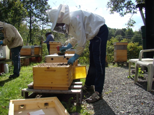 mal dos apiculteur
